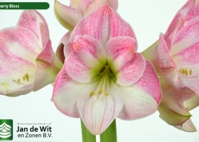 hippeastrum Cherry Bloss (2)